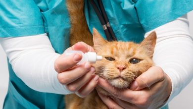 How To Make Cat Eye Drops - A Safe, Easy Way to Get Your Cat's Love