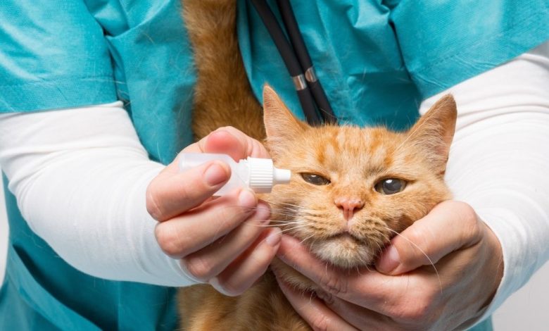 How To Make Cat Eye Drops - A Safe, Easy Way to Get Your Cat's Love