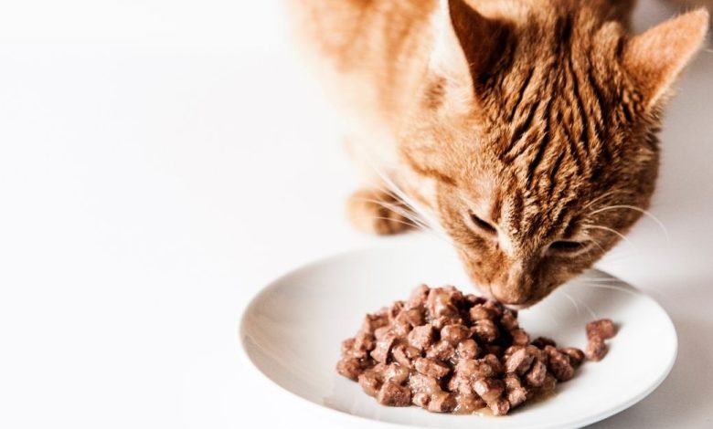 How to Get Your Cat Up and Running With Cat Food That'siff Is Good For Them!