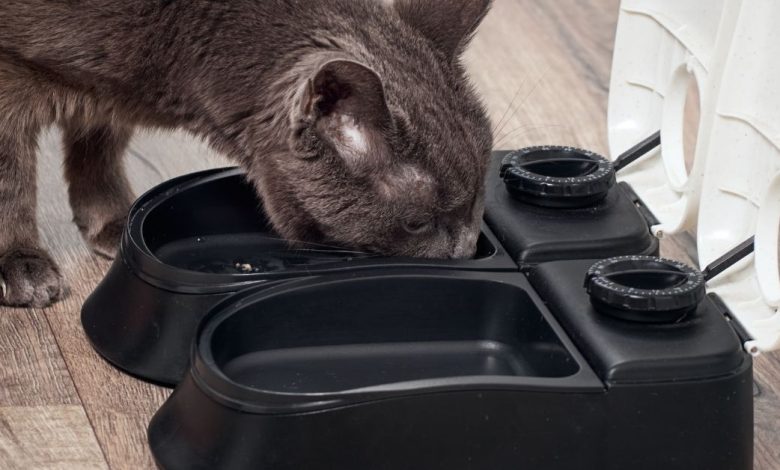 The Best Cat Feeders for weight loss And How To care For Your Cat