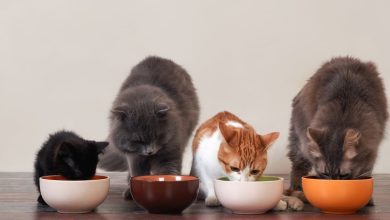 The Best Low Carb Cat Food and Why it's Good for Your Pet