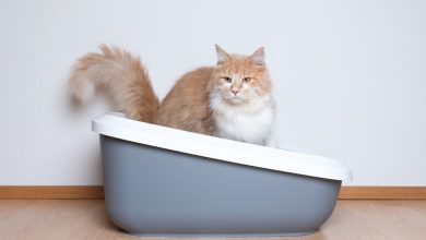 A Comprehensive Guide to Petmate Cat Carrier Reviews