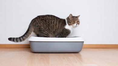The Best Sifting Litter Boxes For Cats