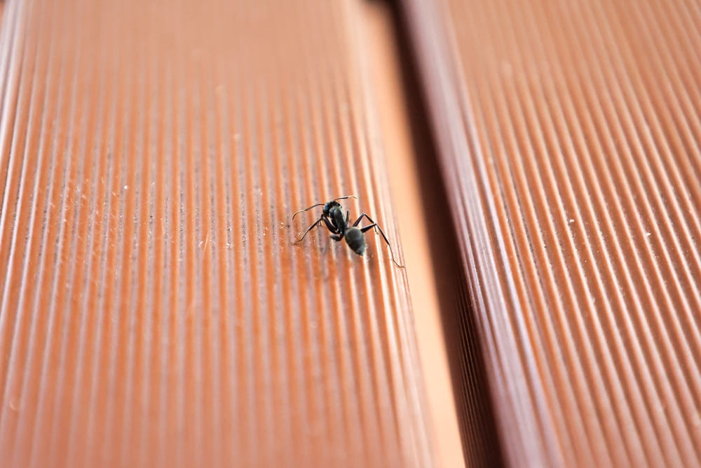Insect resistance is a feature of composite decking.