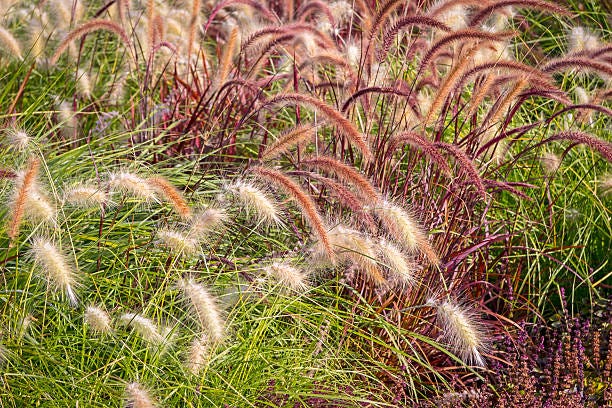 ornamental-grasses