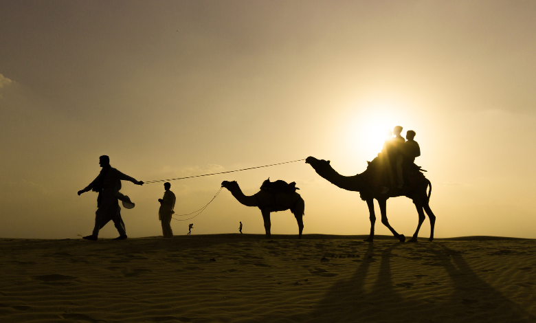 Camel Safari