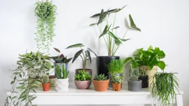 indoor plants for sale in dubai